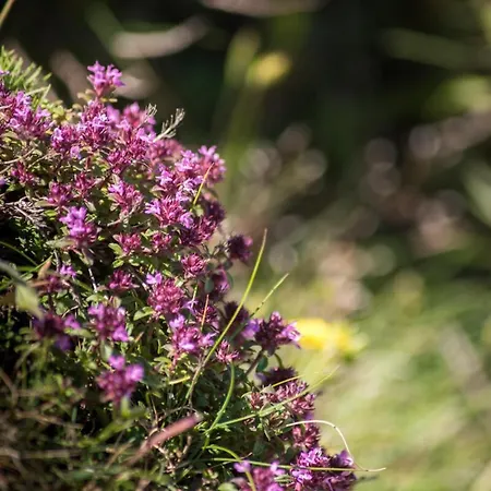 Lejlighed Calme, Serenite Et Nature Laroque-des-Albères