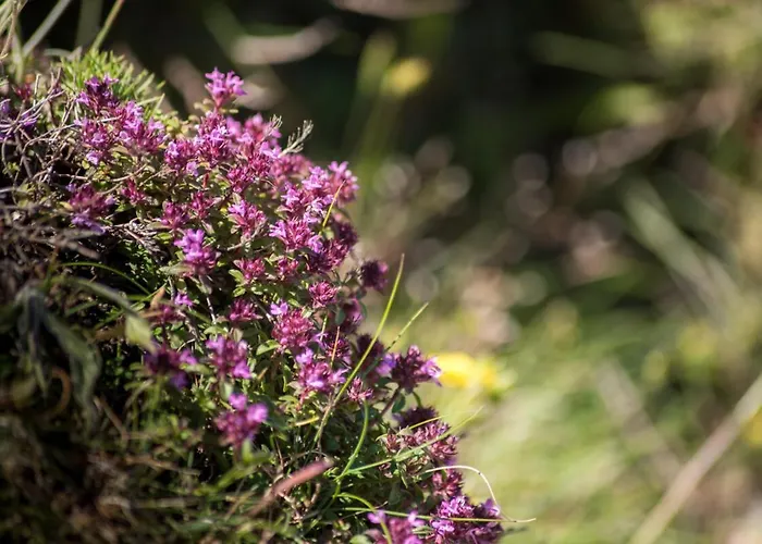 Lejlighed Calme, Serenite Et Nature Laroque-des-Albères